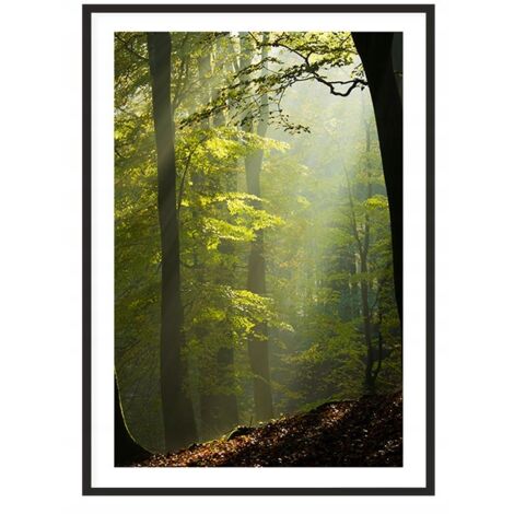 Bild, Poster im Rahmen 53x73 cm Wald P2016