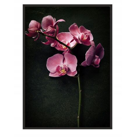 Bildplakat im Rahmen 43x33 cm Orchidee P1236