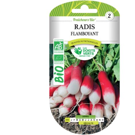 BIO flamboyante Radieschensamen Die Grünen Finger