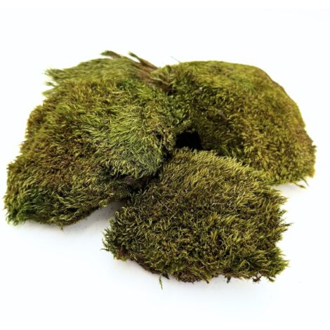BioClumb Moss Polstermoos, Büschel 100g