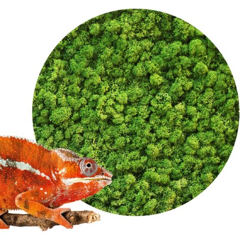 BioIce muschio verde chiaro 25g