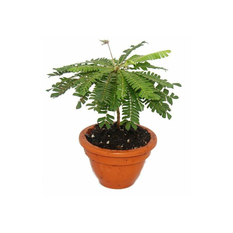 Exotenherz - Biophytum sensitivum - Palmier des mers du Sud - Pot en argile de 9cm - La plante qui bouge - Idéal pour les enfants - Mini Palmier