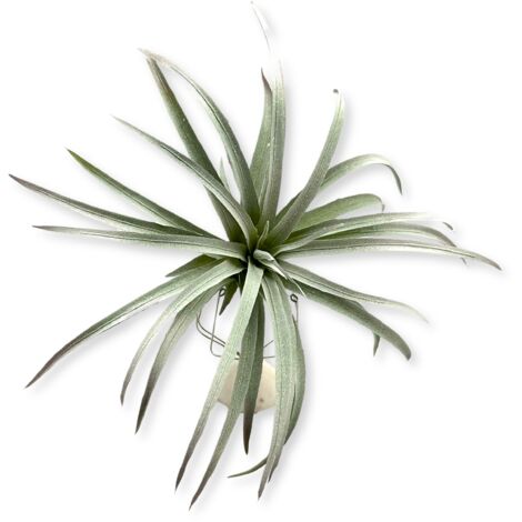 BioPlant Tillandsia brachycaulos abdida gris Planta Artificial imitación perfecta