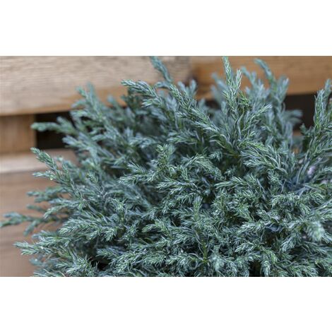 Blaue Zwergzypresse 'Baby Blue' Chamaecyparis pisifera 'Baby Blue' Sta C 3        Krone mehrj.   Sth. 40-