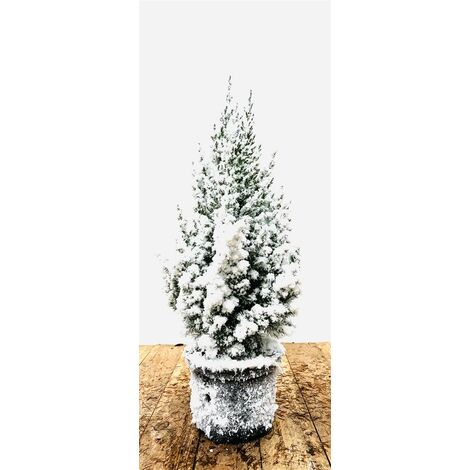 Blauer Kegel-Mooswacholder 'Stricta' Juniperus chinensis 'Stricta' 2L 20- 30