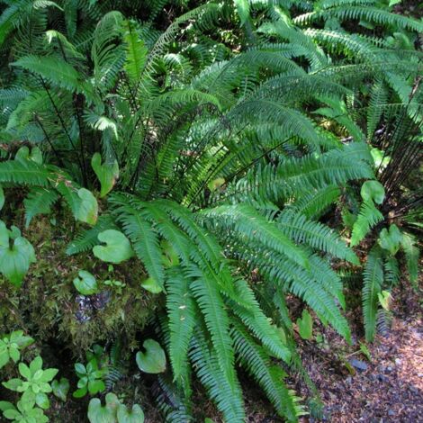 Blechnum en épi Pot de 2L/3L
