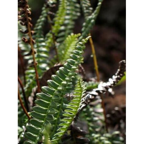 Blechnum penna-marina Godet de 8/9 cm