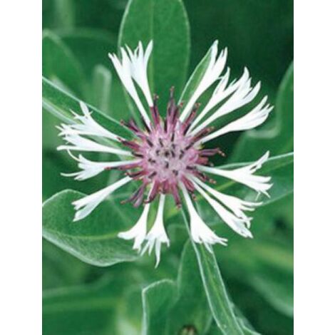 Bleuet, Barbeau des montagnes 'Amethyst in Snow'® Godet de 8/9 cm