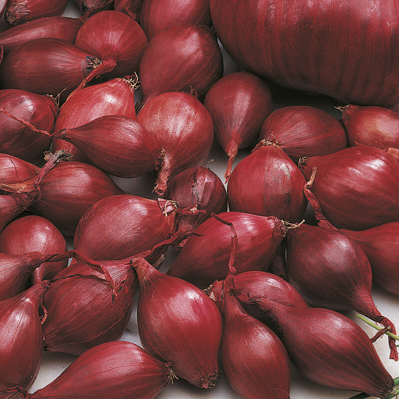 500 gr Onion Red Braunschweiger