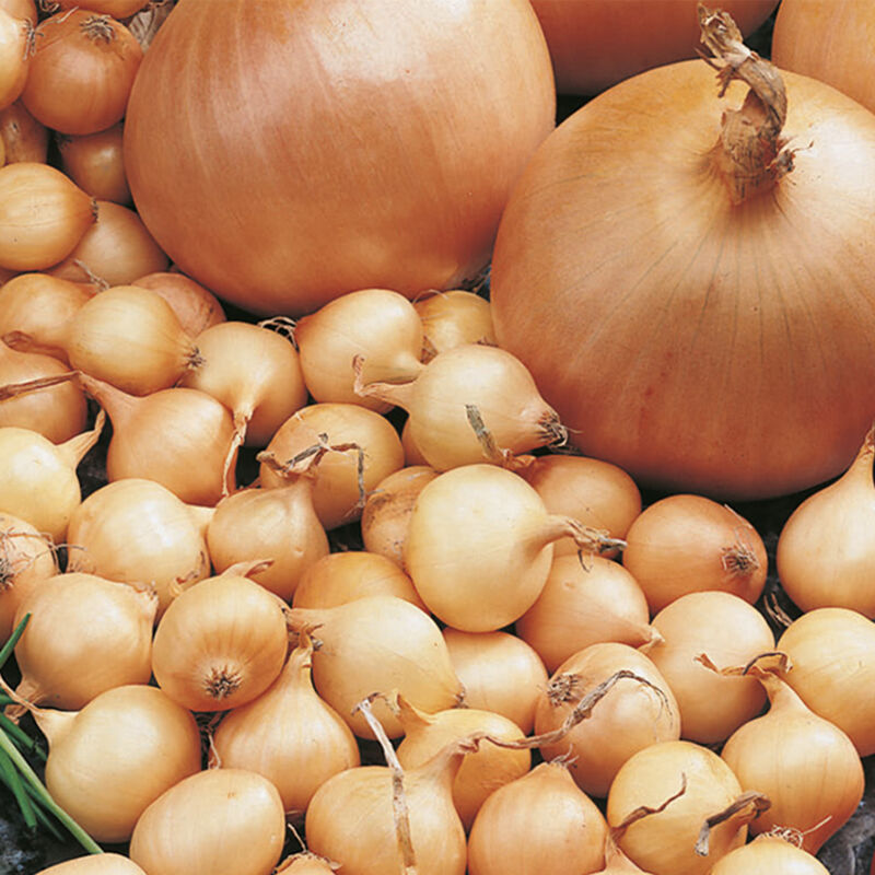 500 gr Onion Stuttgarter Riesen