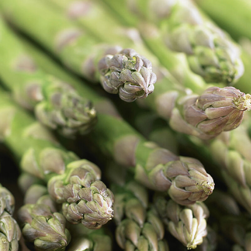 2x Asparagus officinalis green