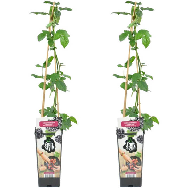 2x Rubus frut. 'Thornfree' P14H70