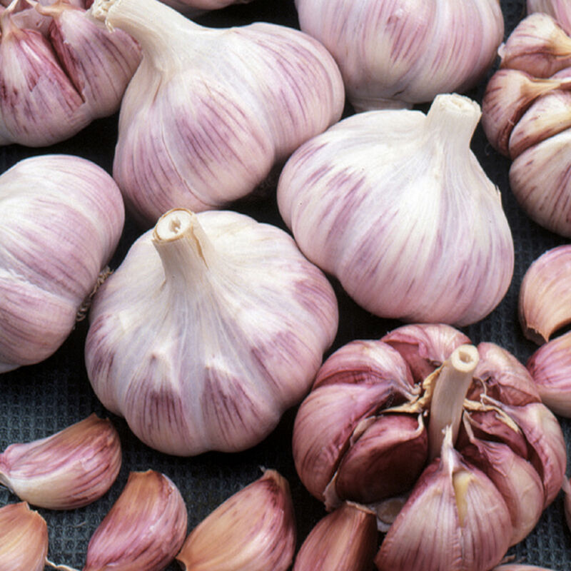3x Garlic Pink