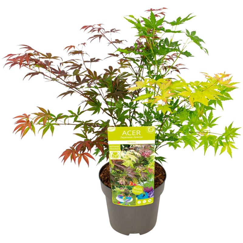 Bloomique - Acer Palmatum 'Festival' - Érable du Japon - Feuilles 3 couleurs dans 1 plante - Plantes de jardin - Rustiques - ⌀19 cm - 60-70 cm