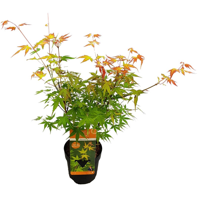 Bloomique - Acer Palmatum 'Katsura' - Érable du Japon - Plantes de jardin - Rustique - ⌀13 cm - 25-35 cm