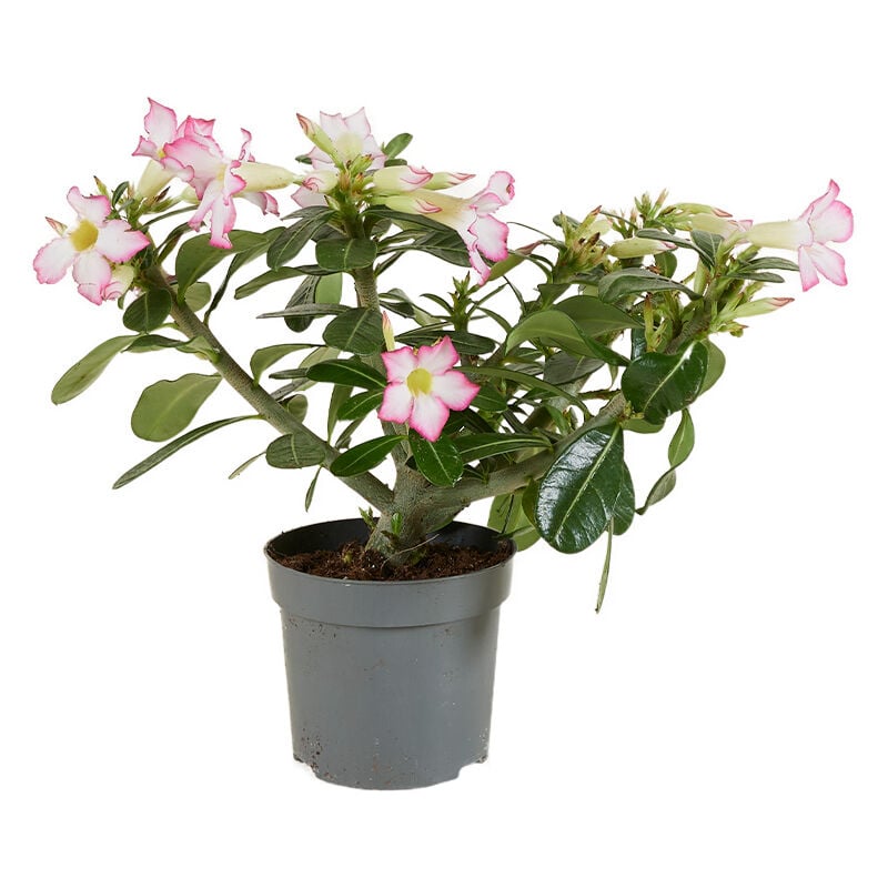 1x Adenium Obesum P13H25