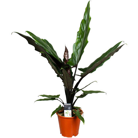 Bloomique - Alocasia Lauterbachiana - Oreille d’éléphant - Plantes d’intérieur - Hauteur 50-60 cm - Pot 19 cm