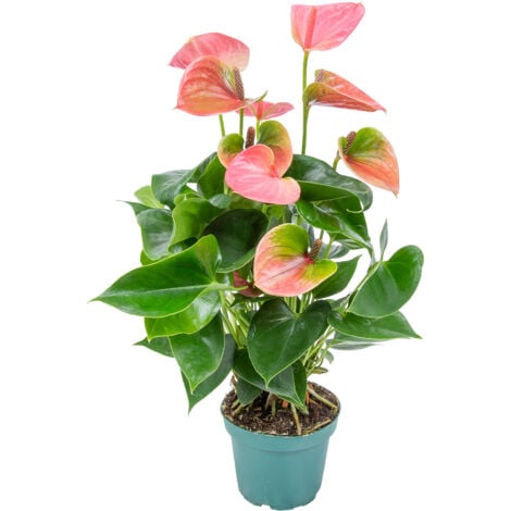 BLOOMIQUE Anthurium Andreanum - Rosa - Flamingoblume - Blühende Zimmerpflanzen - Pflegeleicht - Höhe 30-40 cm - Topf 12 cm