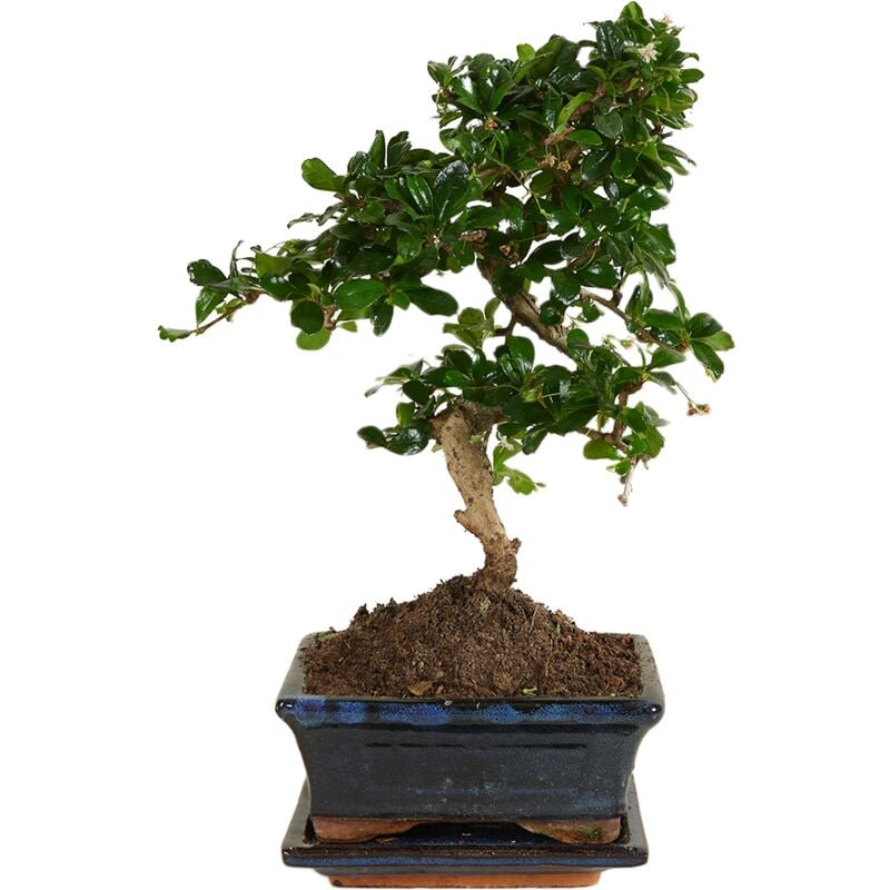 Bonsai 'Carmona macr.' Ceramic S-Shape with Saucer