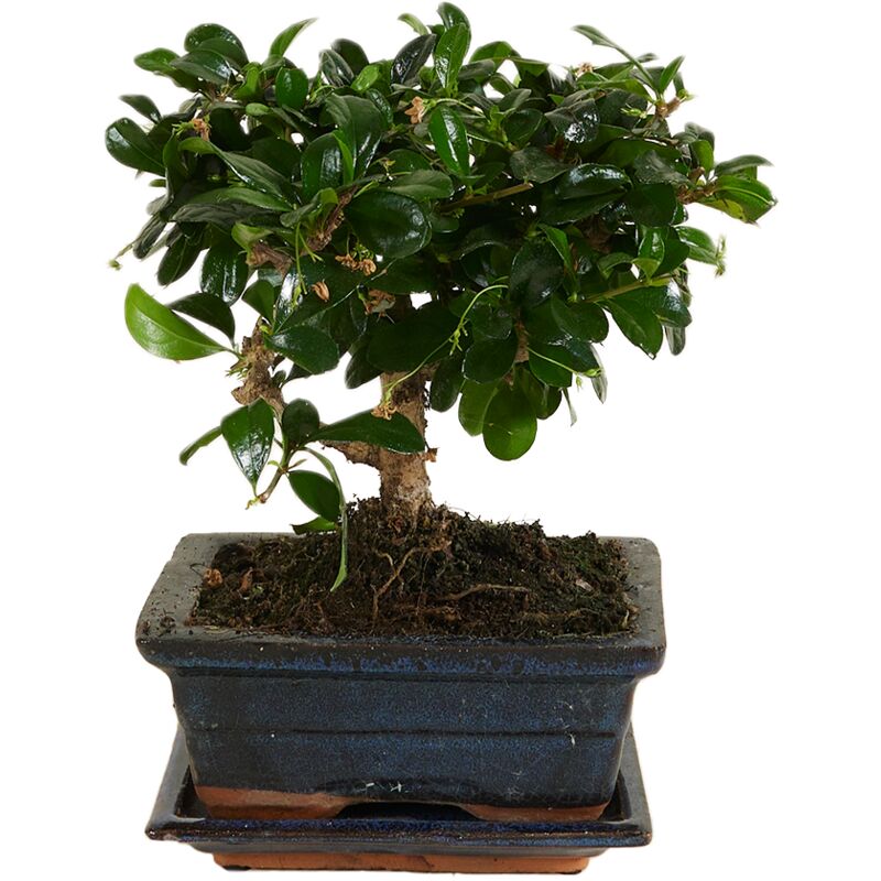 Bonsai 'Carmona macr.' Ceramic Ball Shape with Saucer