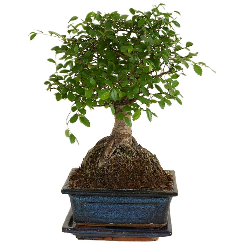 Bonsai 'Zelkova parv.' Ceramic Ball Shape with Saucer