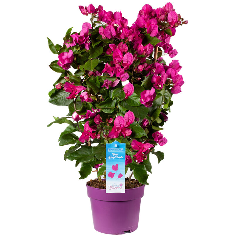 Bloomique - Bougainvilliers - Plantes de jardin - Plante grimpante - Résistante à l'hiver - ⌀19 cm - ↕65-75 cm - Purple