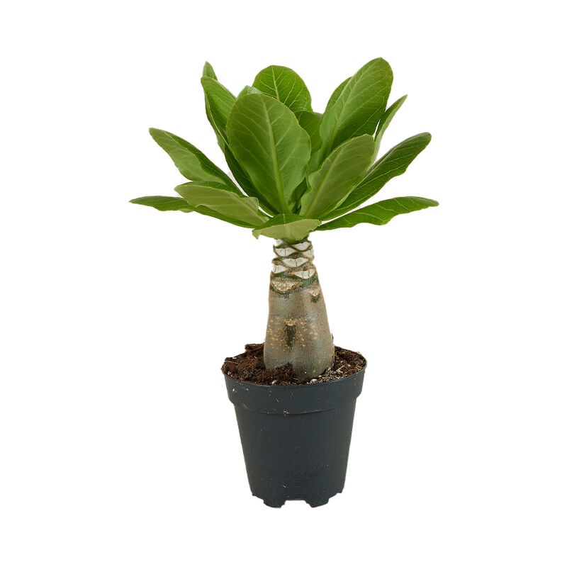 Brighamia insignis P12H25