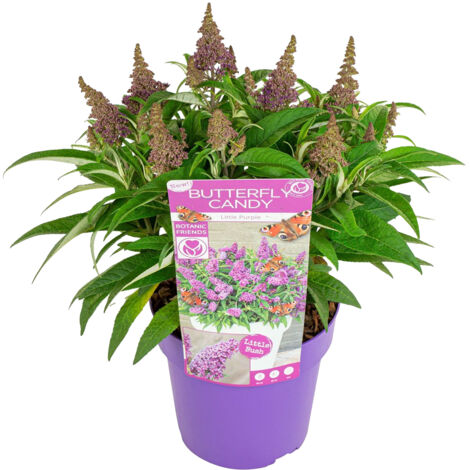 Bloomique – Buddleja Butterfly Little Purple – Arbre à papillons – Plantes de jardin – Rustique – 30-40 cm de haut – Pot 19 cm