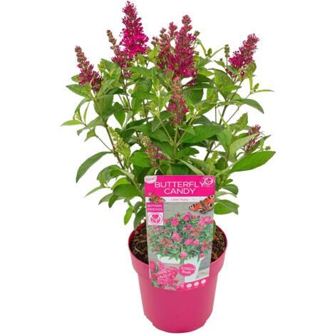 Bloomique – Buddleja Butterfly Little Ruby – Arbre à papillons – Plantes de jardin – Rustique – 30-40 cm de haut – Pot 19 cm