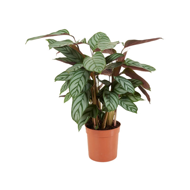 Calathea Compactstar P12