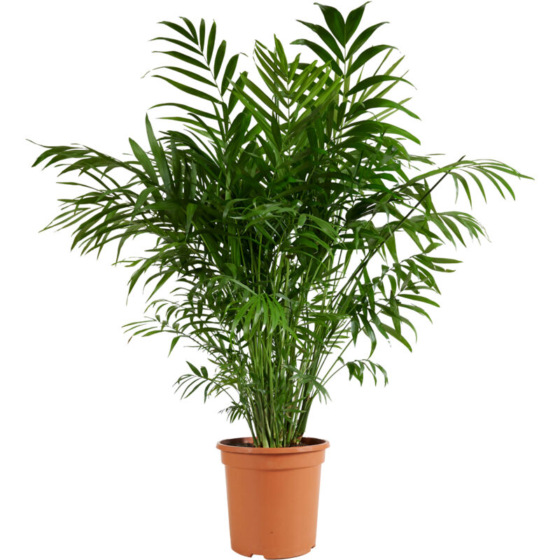 1x Chamaedorea Elegans P21/P20