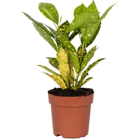 Scindapsus Pictus Trebie 15cm - Plante D'intérieur- La Green Touch