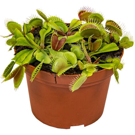BLOOMIQUE Dionaea Muscipula - Dionée Attrape-Mouche - Plante Carnivore - Plantes d’intérieur - 10-15 cm de Haut - Pot 12 cm