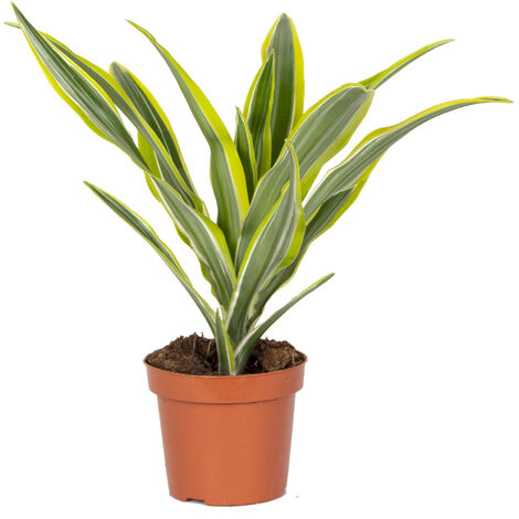 Bloomique - Dracaena Lemon Lime - Dragonnier - Plante d’intérieur - Dépolluante - Très facile à entretenir - Hauteur 20-30 cm - Pot 12 cm