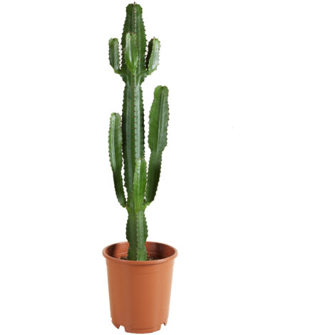 Plante D'intérieur Scindapsus Pictus (Silvervine) - Pot 15 Cm, 20-25 Cm De Haut, Purificatrice D'air, Facile D'entretien