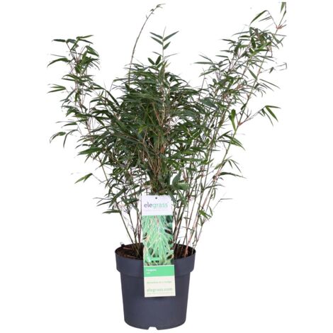 Bloomique - Fargesia rufa - Bambou non traçant - Rustique - Persistant - Plante de jardin - Hauteur 80-100 cm - Pot 23 cm