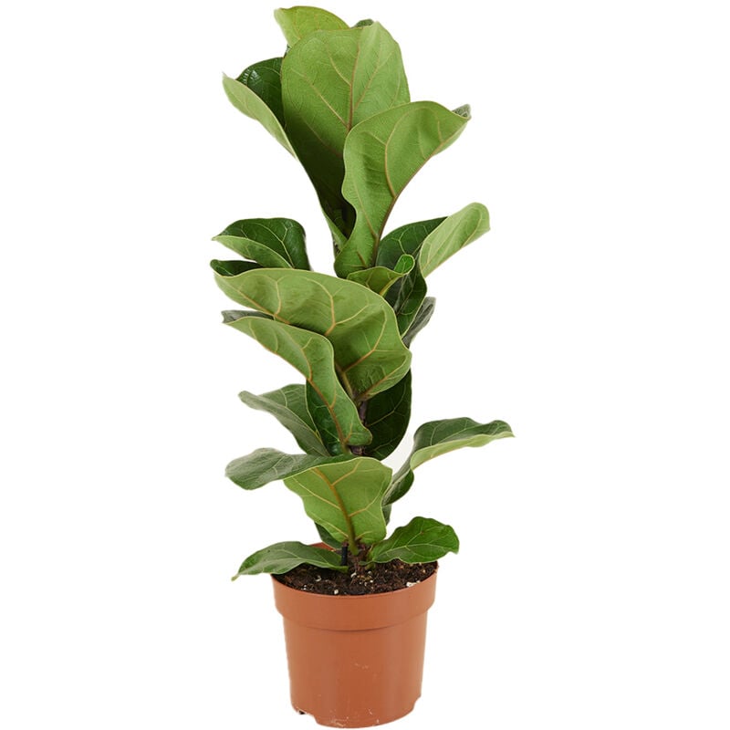 Ficus Lyrata P12