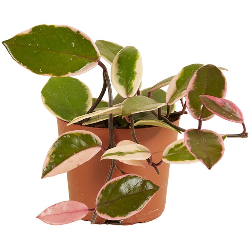 1x Hoya Flamingo P12