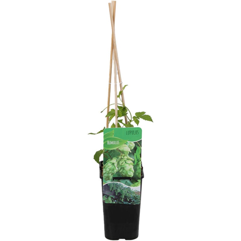 1x Humulus lupulus P14