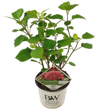 Bloomique - Hydrangea Pink Annabelle - Hortensia - Rose - Plantes de jardin - Résistante au gel - Hauteur 40-50 cm - Pot 19 cm