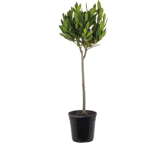 Bloomique - Laurus Nobilis - Laurier vrai sur tige - Plante de laurier - Plantes de jardin - Rustique - Hauteur 80-100 cm - Pot 21 cm