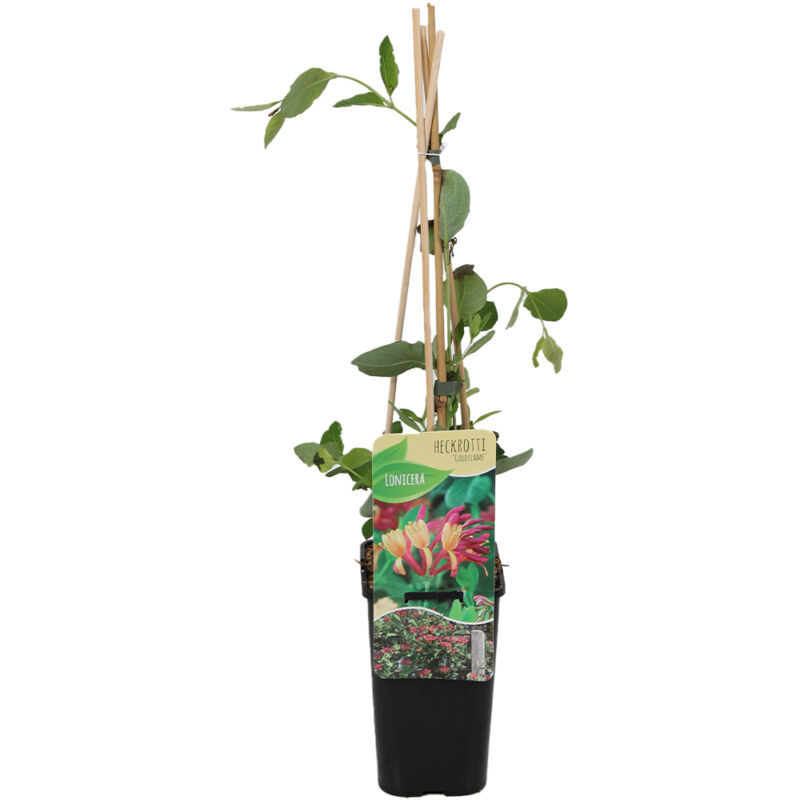 Bloomique - 1x Lonicera heckrottii Goldflame P14