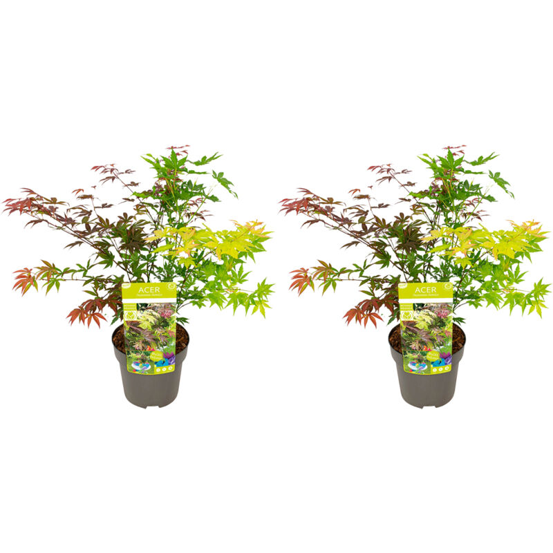 Lot de 2 - Acer Palmatum 'Festival' - Érable du Japon - Feuilles 3 couleurs dans 1 plante - Plantes de jardin - Rustiques - ⌀19 cm - 60-70 cm