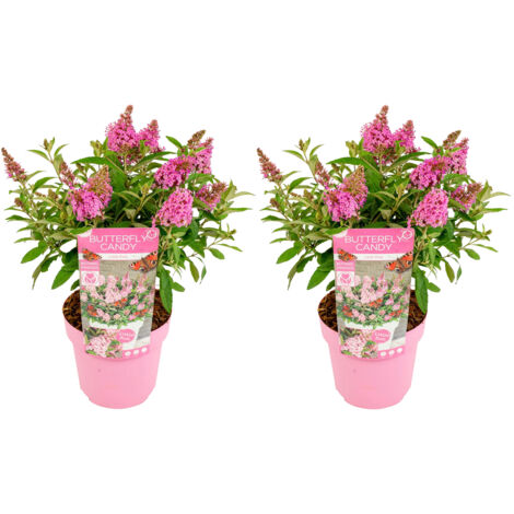 Bloomique – Lot de 2 – Buddleja Butterfly Little Pink – Arbre à papillons – Plantes de jardin – Rustique – 30-40 cm de haut – Pot 19 cm