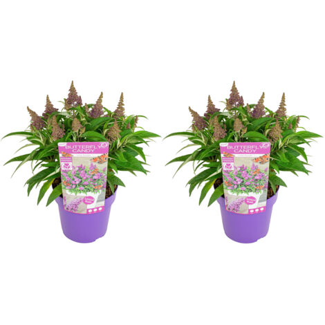 Bloomique – Lot de 2 – Buddleja Butterfly Little Purple – Arbre à papillons – Plantes de jardin – Rustique – 30-40 cm de haut – Pot 19 cm