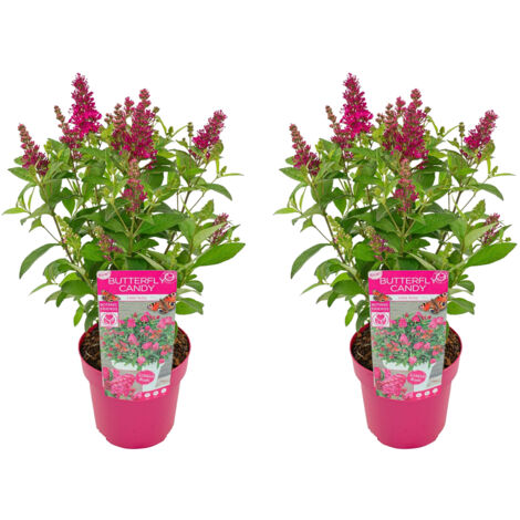 Bloomique – Lot de 2 – Buddleja Butterfly Little Ruby – Arbre à papillons – Plantes de jardin – Rustique – 30-40 cm de haut – Pot 19 cm