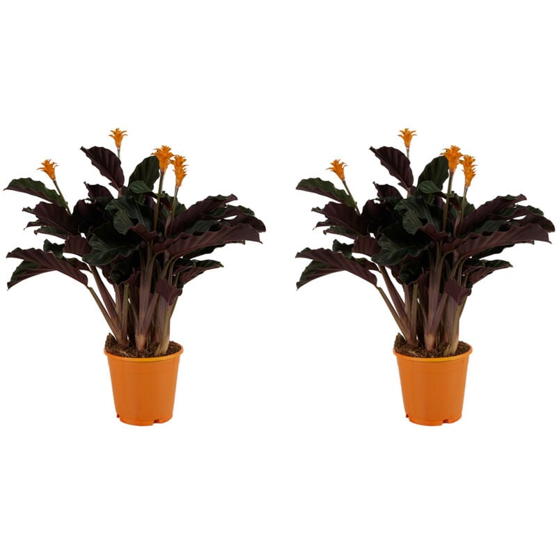 2x Calathea Crocata P14