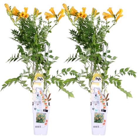 20 Bulbes De Tulipe Violette Mix - Bloomique, Hauteur 30-35 Cm, Floraison Mars-avril