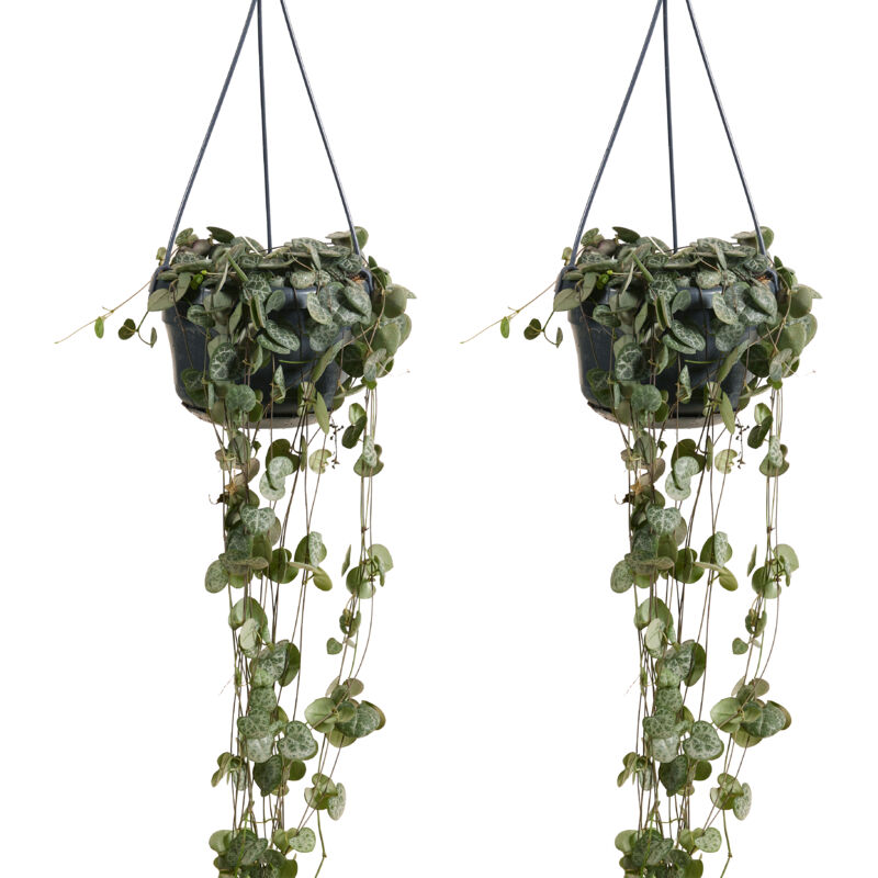 Bloomique - Lot de 2 - Ceropegia Woodii - Lanterne chinoise - Plante suspendue - Plante d'intérieur - Purificateur d'air - Facile d'entretien - 15-20