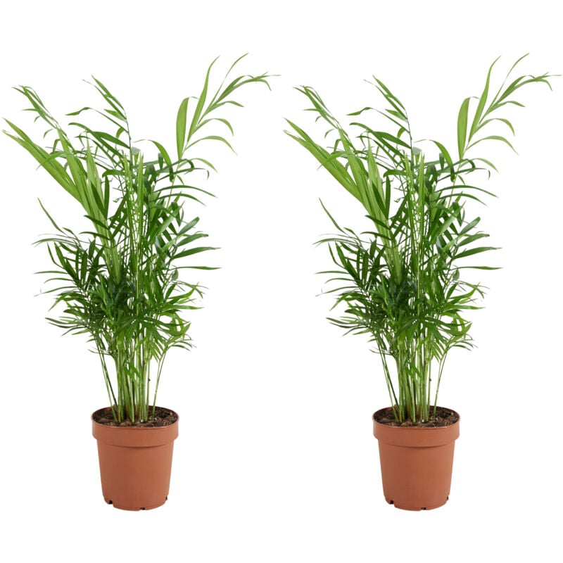 2x Chamaedorea Elegans P12
